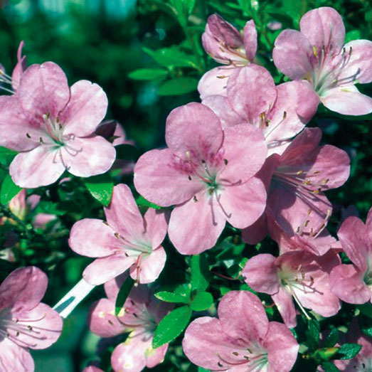 楽天市場】苗：深山霧島つつじ（霧の宵）*【2013年開花終了】ミヤマ