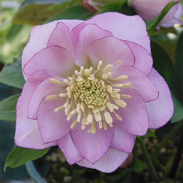 楽天市場】クリスマスローズ ピンクニゲル 花芽付き 4.5号鉢 広瀬園芸