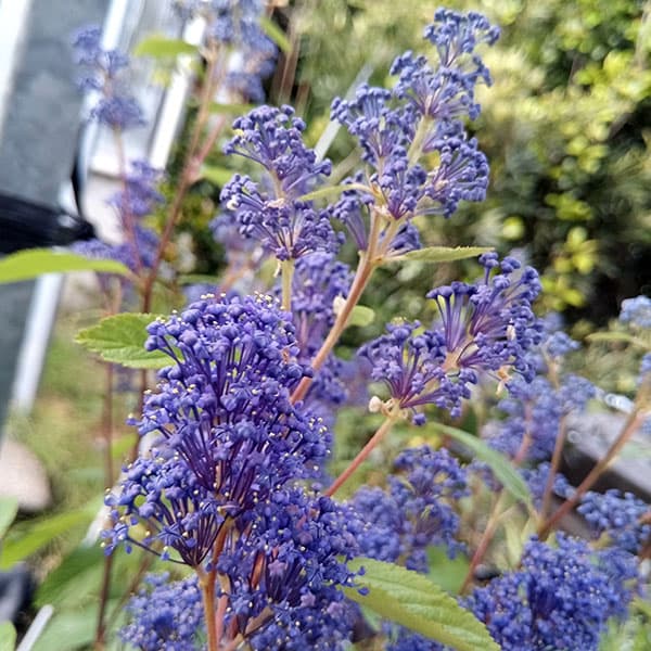 楽天市場】セアノサス パシフィックブルー 4号鉢植え苗(d08