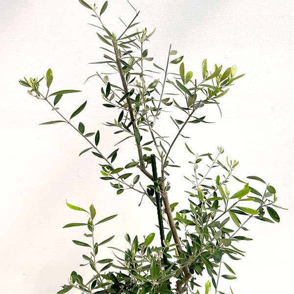 花木 庭木の苗/オリーブ：コロネイキ 8号鉢植え
