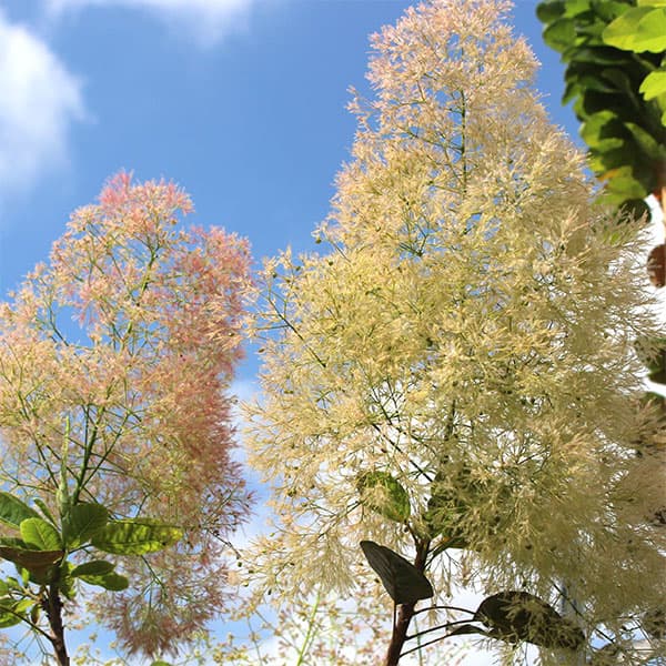 楽天市場】花木 庭木の苗/スモークツリー：シトロンシュシュ3号ポット