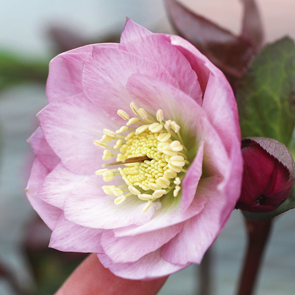 楽天市場】クリスマスローズ 'センサス'（4号） : おぎはら植物園