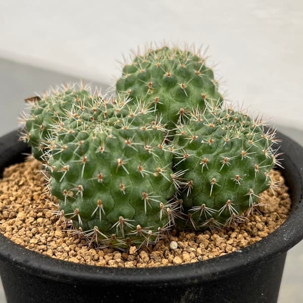 楽天市場】サボテン レブチア デンシペクチナータ 3号 美 多肉