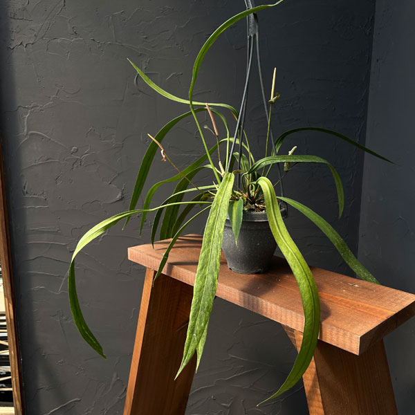 楽天市場】【現品・現物】アンスリューム・ ビタルフォリアム（ビタリ