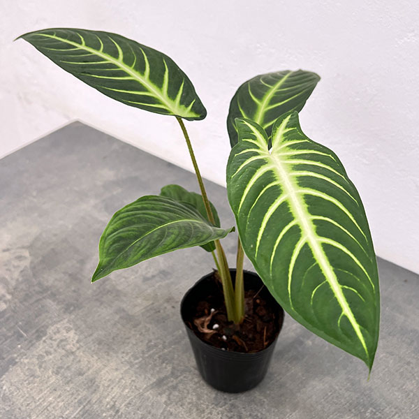 楽天市場】観葉植物/[ザ・ファームセレクト]ドラセナ：sp.スパイラル