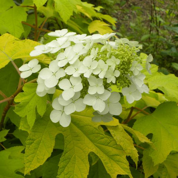 楽天市場】紫陽花 苗 5寸鉢植え 黄金葉カシワバアジサイ リトルハニー