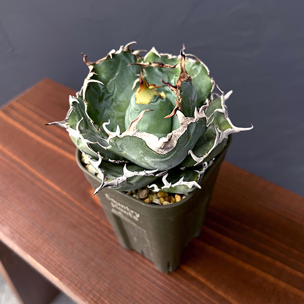 観葉草木/アガベ：チタノタ 白鯨 3号鉢植え25-04 花・ガーデン・DIY-花・観葉植物