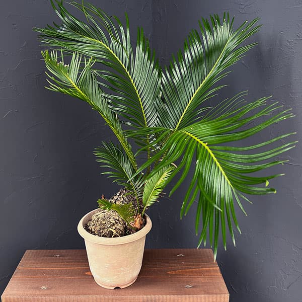 楽天市場】蘇鉄 (ソテツ) 80cm Good Style 大苗 観葉植物 : 苗木部