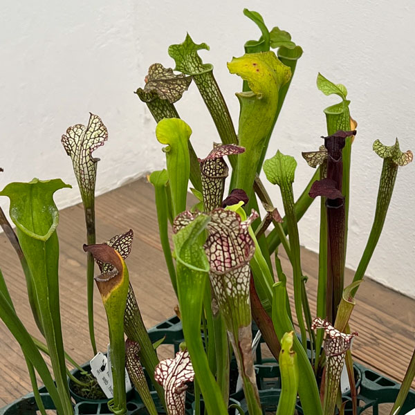 プロテア スサラ f8978v.jpg