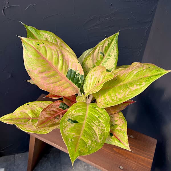アグラオネマ シルバークィーンバリエガータ 斑入り 希少