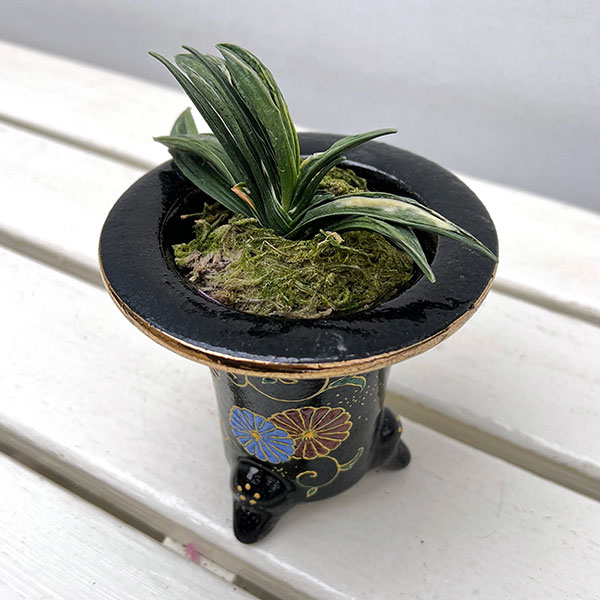 万年青「富国錦」 富国錦 (ふこくにしき) Fukokunishiki – おもとの豊明園（ほうめいえん）