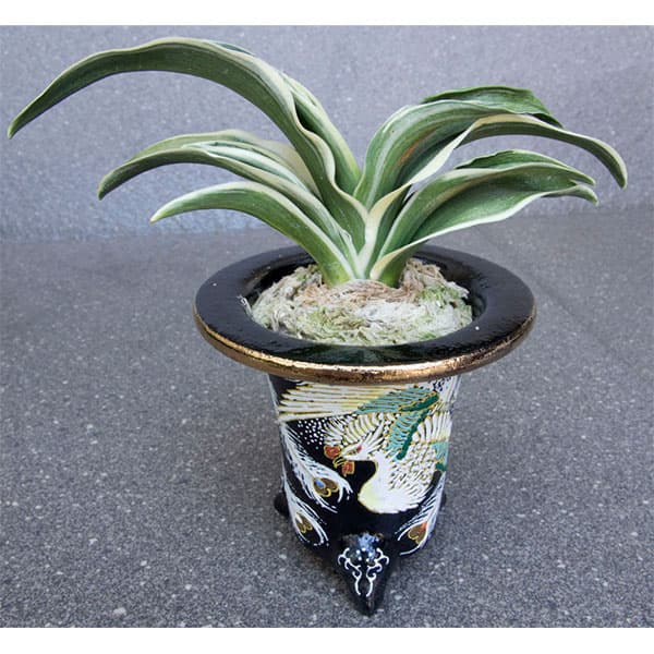 万年青 天乃橋立 獅子系 おもと Yahoo!オークション -「万年青 獅子