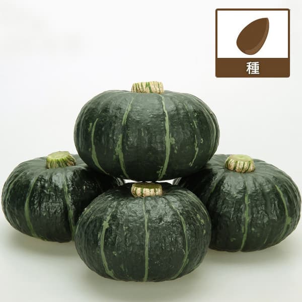 [送料無料](業務用・受注生産品)カボチャ：パンプキッズ 500粒[野菜タネ]*｜園芸ネット プラス