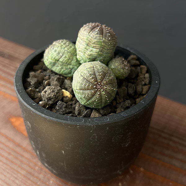 ユーフォルビア シンメトリカ 希少 螺旋系 雌雄セット ユーフォルビア