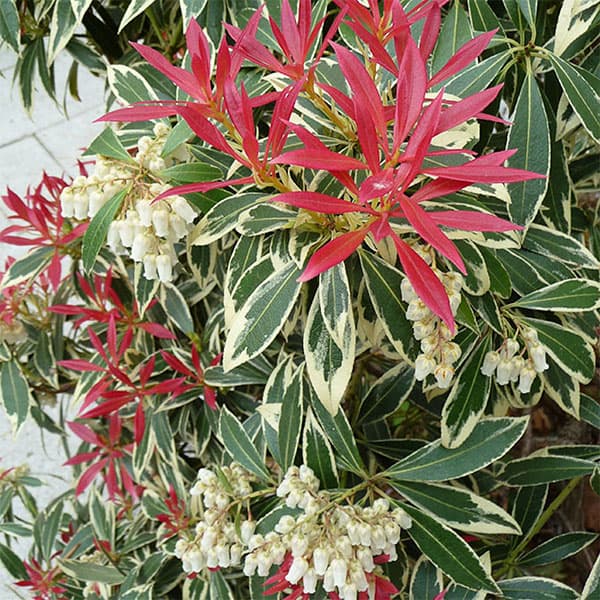 楽天市場】予約販売 アセビ フレーミングシルバー 10.5cmポット 馬酔木