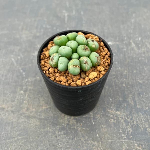 コノフィツム　pageae ポットごと（群生株) コノフィツム（原種系）：パゲアエ小粒 2号ポット の通販 | 園芸