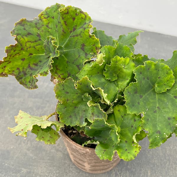 楽天市場】観葉植物 鉢花 苗：ペトロフィル エリシフォリア*5号