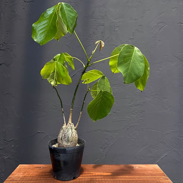 楽天市場】【現品】ボンバックス 8号 黒鉢【選べる観葉植物