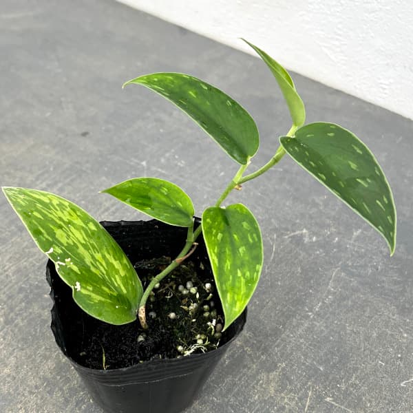 楽天市場】観葉植物/スキンダプサス：シルバーレディ 3号ポット : 園芸