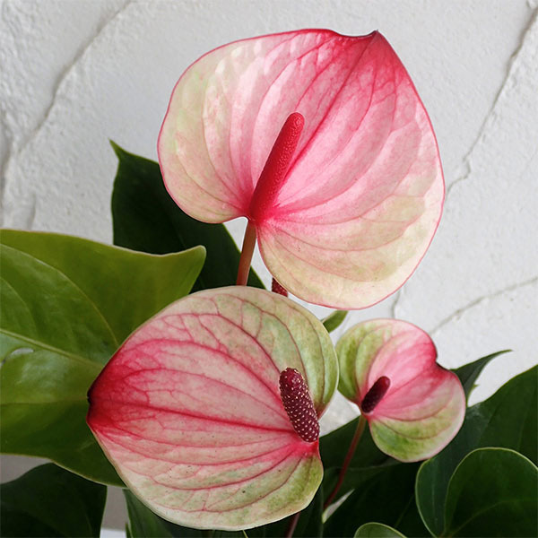 楽天市場】アンスリウム ミシェル Anthurium Michelle by