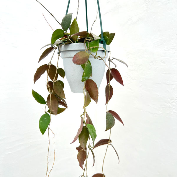 特大 ホヤ hoya マキシマ 8号鉢 特大 ホヤ hoya マキシマ 8号鉢 特大 ホヤ