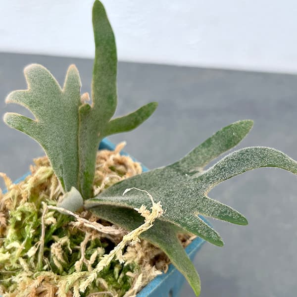 楽天市場】観葉植物/[ザ・ファームセレクト]ビカクシダ（コウモリラン