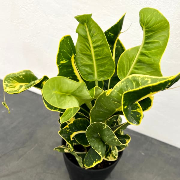 楽天市場】観葉植物/クロトン：タイセレクト 鉾葉系 6号鉢植え