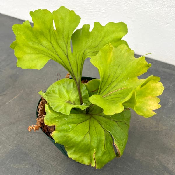 楽天市場】(現品) ビカクシダ リドレイ 'モンキーキング' (TC) (No