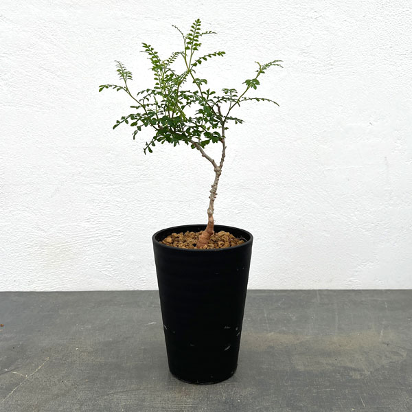 【大型実生株】オペルクリカリア☆パキプス オペルクリカリア・パキプス01 | Pay ID