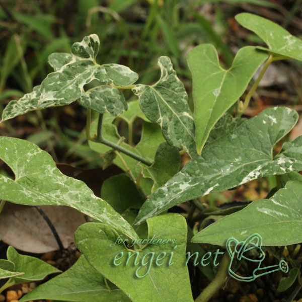 楽天市場】馬の鈴草（ウマノスズクサ） 苗 苗木 ポット植え : 日本花卉