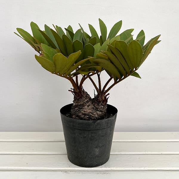 楽天市場】観葉植物/ザミア：フルフラセア 7号鉢植え25-02 : 園芸