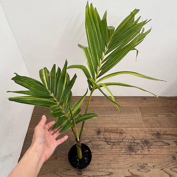 楽天市場】ヤシ（ビロウヤシ） 8号 プラスチック鉢 1鉢 ビロウヤシ