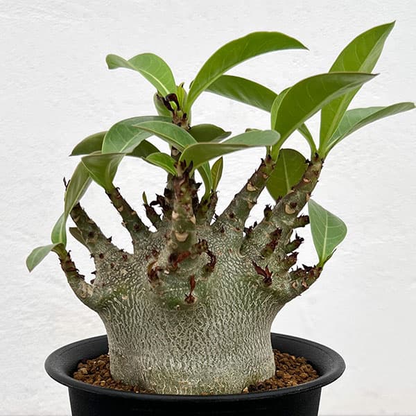 楽天市場】コーデックス アデニウム アラビカム 太幹タコ足 5号