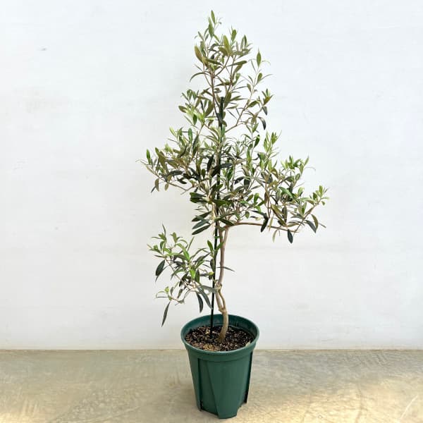 花木 庭木の苗/オリーブ：アイセブンセブン(I-77) 8号鉢植え*