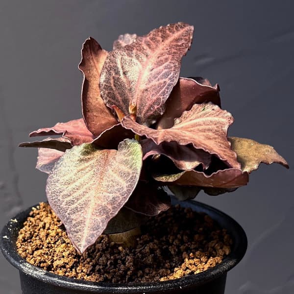 楽天市場】観葉植物/（わけあり特価）ユーフォルビア パキポディオ