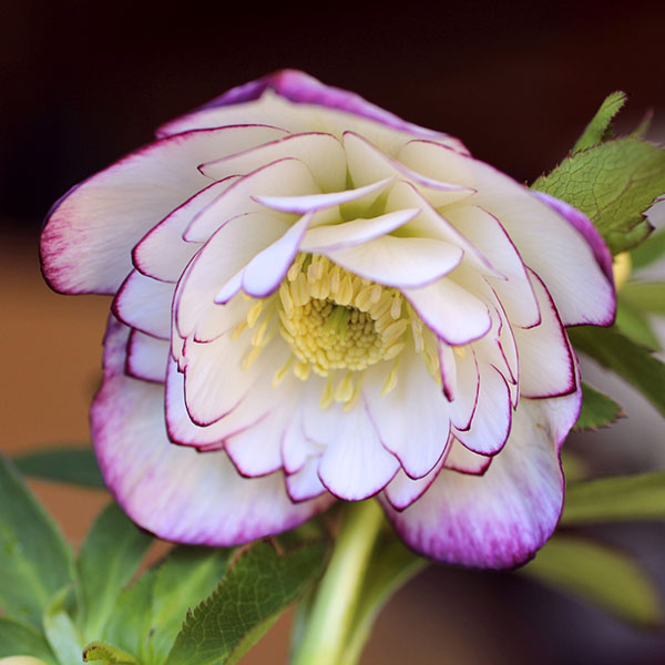 楽天市場】クリスマスローズ ゴールド ピコティ ダブル 大苗 : お