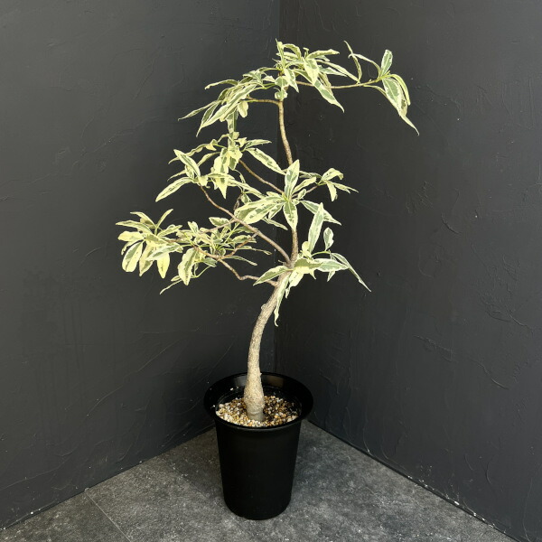 楽天市場】バオバブ 7号鉢植え : 千草園芸