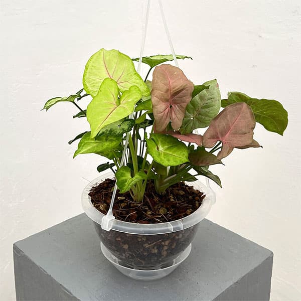 楽天市場】観葉植物/シンゴニウム：カリフォルニアゴールド 5号