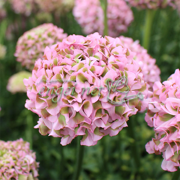 楽天市場】ラナンキュラス ポンポンシリーズ 苗 ポンポン キャンディ