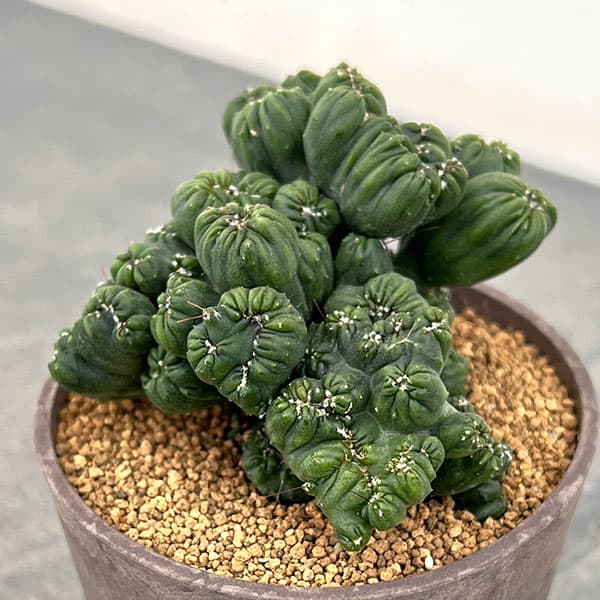 楽天市場】PLANCHU サボテン セレウス 岩石獅子 がんせきじし 3号鉢