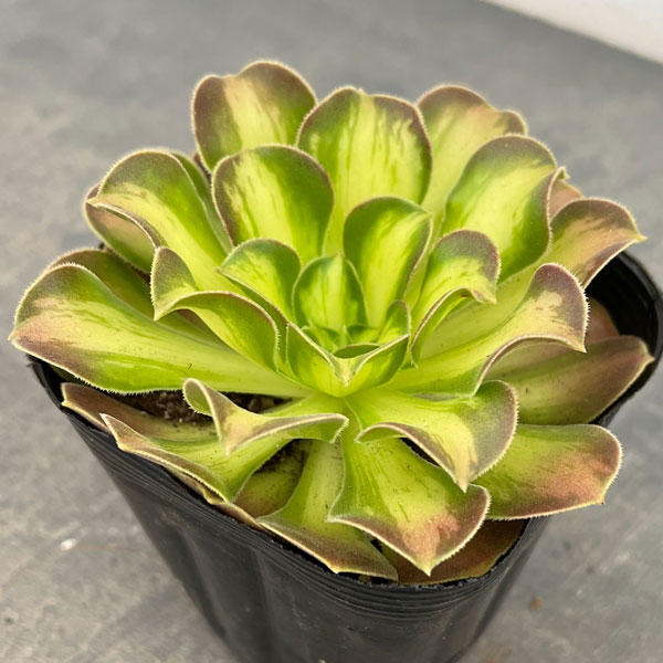 特選‼️アエオニウム　スーパーバン綴化　美斑苗‼️法師錦　特大‼️ コレクション商品 アエオニウム・スーパーバン綴化 | trigger