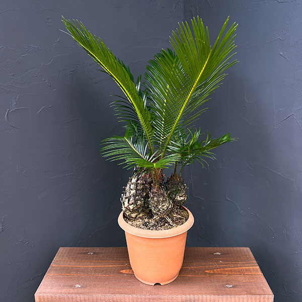 ソテツ　蘇鉄　ヤシの木　観葉植物➁ ソテツ 2株 寄せ植え 蘇鉄 ヤシの木 ドライガーデン ロック