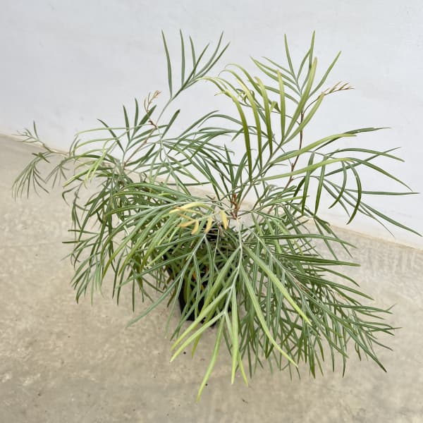 楽天市場】花木 庭木の苗/グレビレア：シルビア6号鉢植え : 園芸ネット