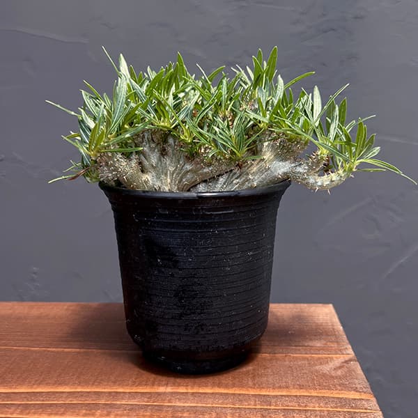 楽天市場】観葉植物/[送料無料]（わけあり特価）パキポディウム