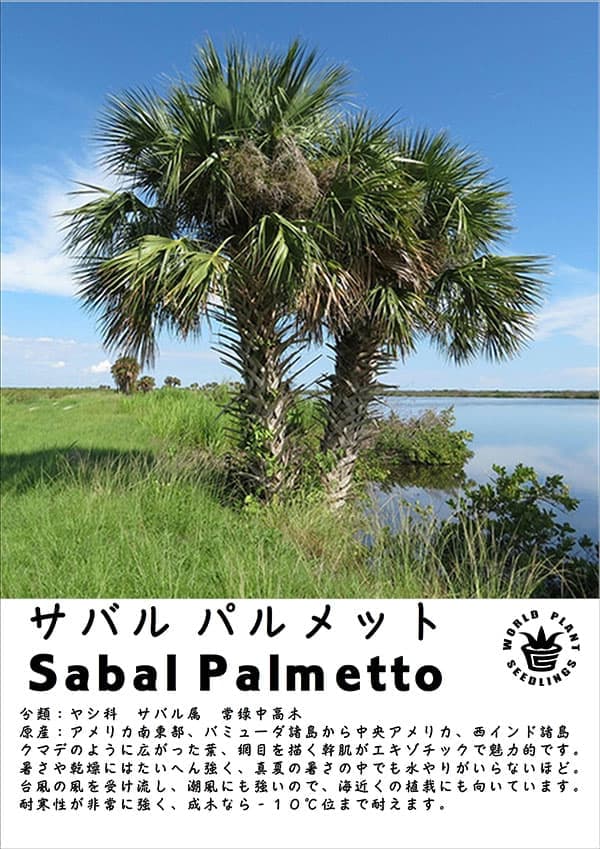 楽天市場】☆【現品・現物】氷点下でも大丈夫 耐寒性の高いヤシ