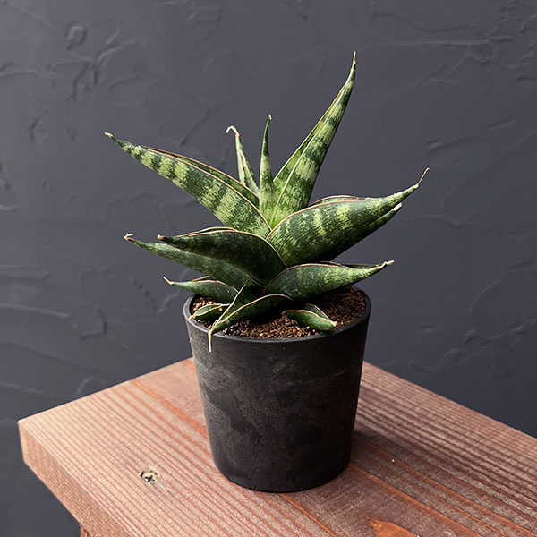 サンスベリア　ピンクイギュラ サンセベリア・ピングイキュラ | trigger