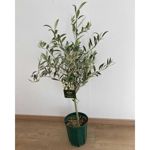 楽天市場】花木 庭木の苗/オリーブ：カヨンヌ 8号鉢植え* : 園芸