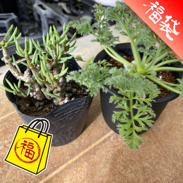 楽天市場】観葉植物/[ザ・ファームセレクト]ドラセナ：sp.スパイラル