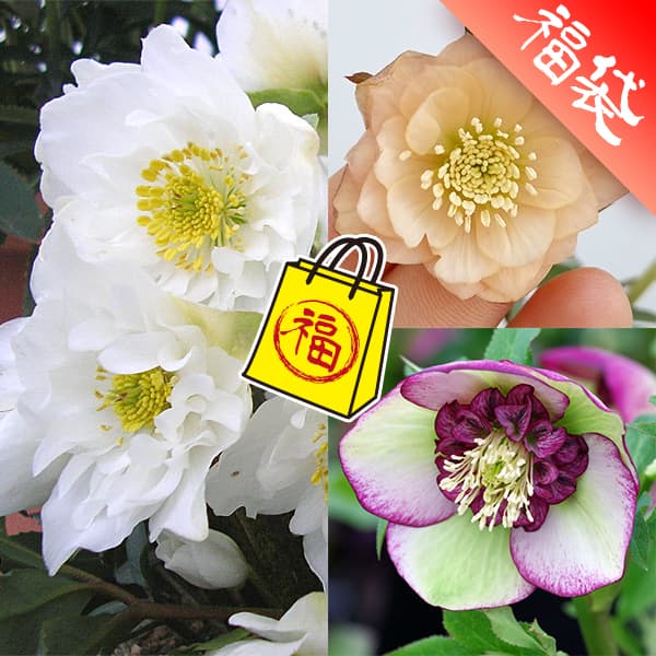 ジュヌビエーブ・レチュ クリスマスローズ柄 ジュヌビエーブ・レチュ