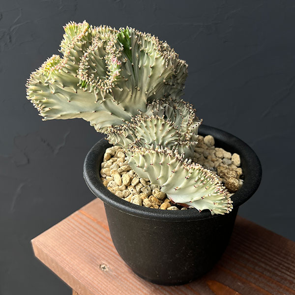 鉢付き　キングマハラジャ 楽天市場】ユーホルビア 鉢 セット おしゃれ ギフト 鉢植え